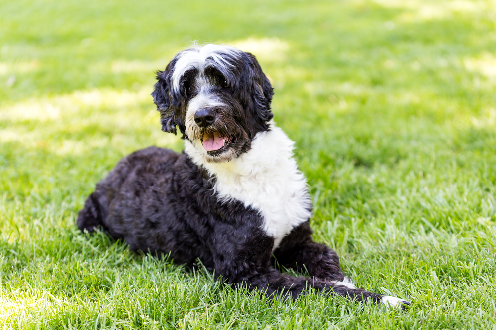 Beloved Presidential Dog