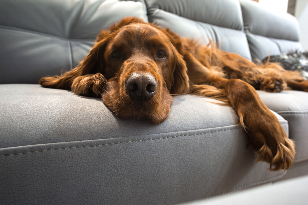 Beloved Presidential Dog