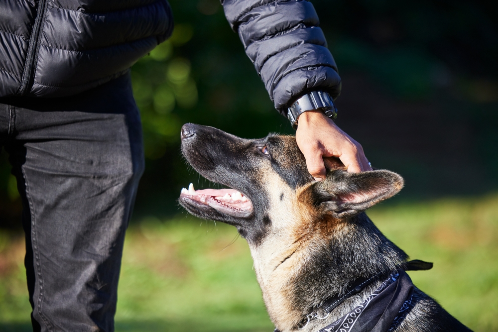 12 Most Beloved Presidential Dogs to Live in the White House